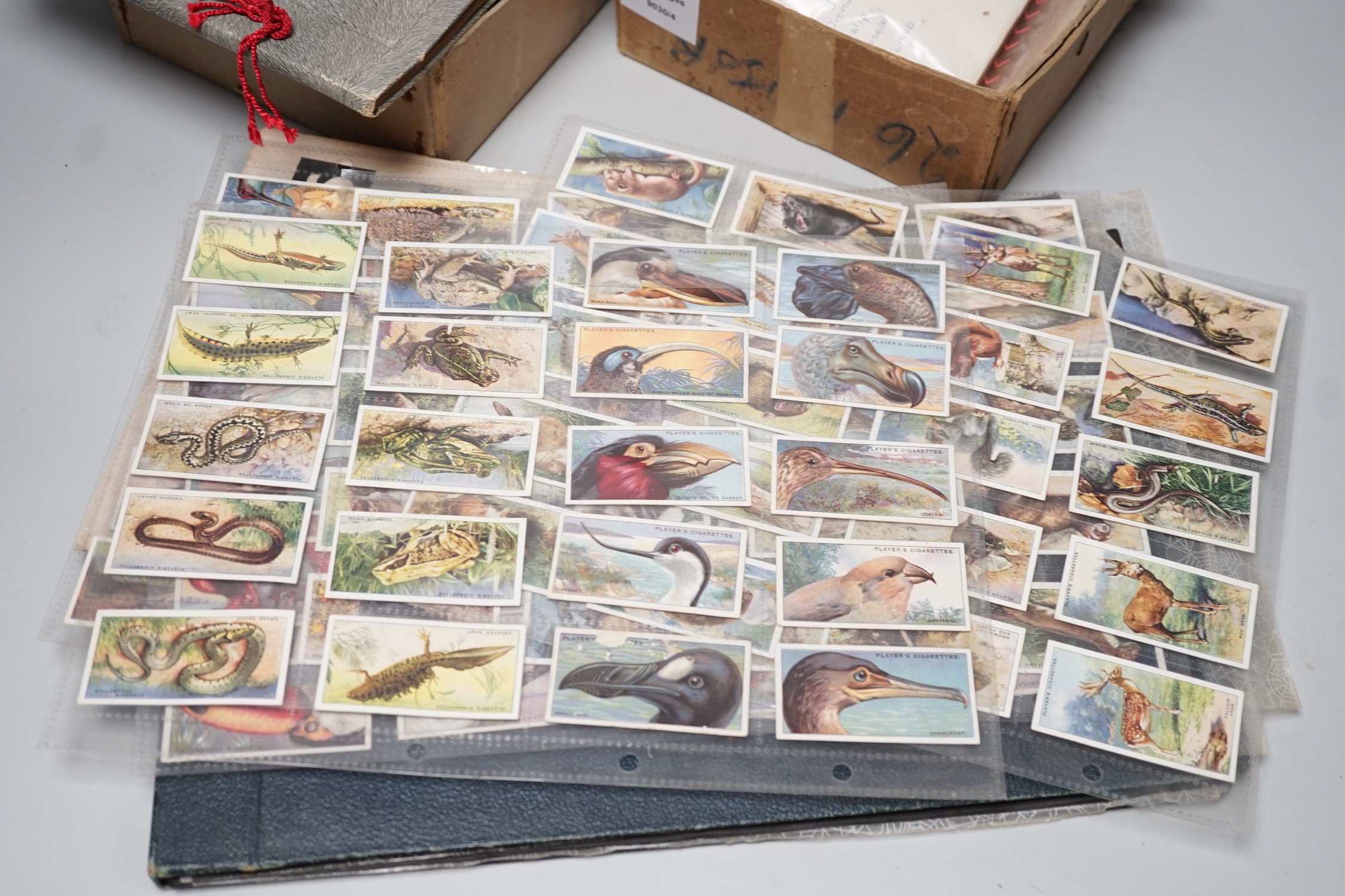 Cigarette and tea cards and loose stamps, including sets of British birds by Phillips, Ogdens and Carrolls